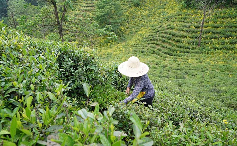 祁門紅茶